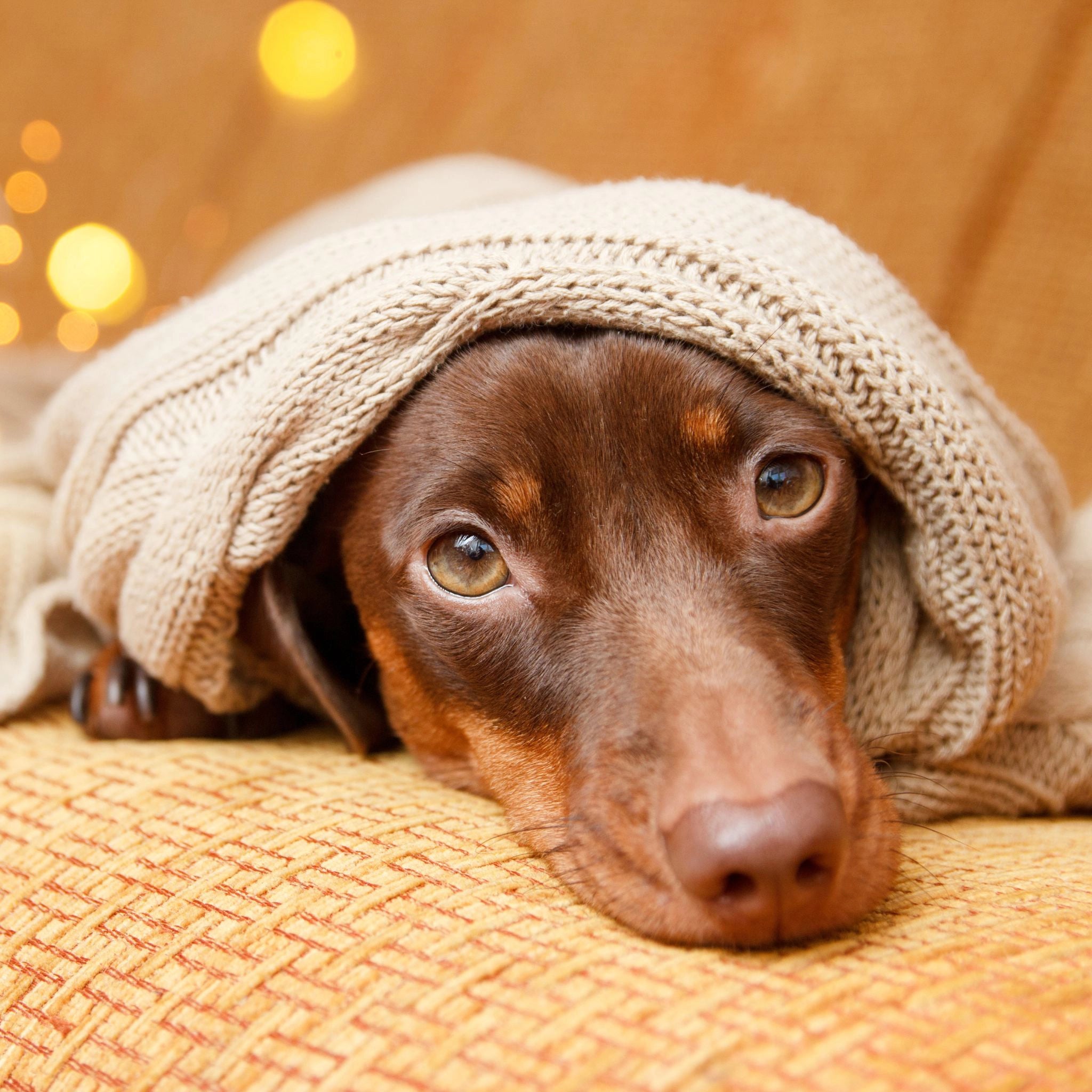 GOURMOPS Care & Calm PLUS // Vorratsbox für sensible Mägen & Seelen