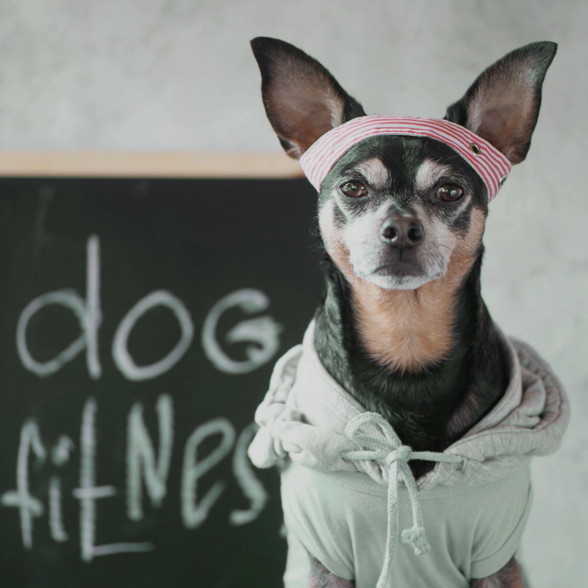 GOURMOPS Fit & Balance Box // Fettarmes Premium-Hundefutter für mehr Leichtigkeit