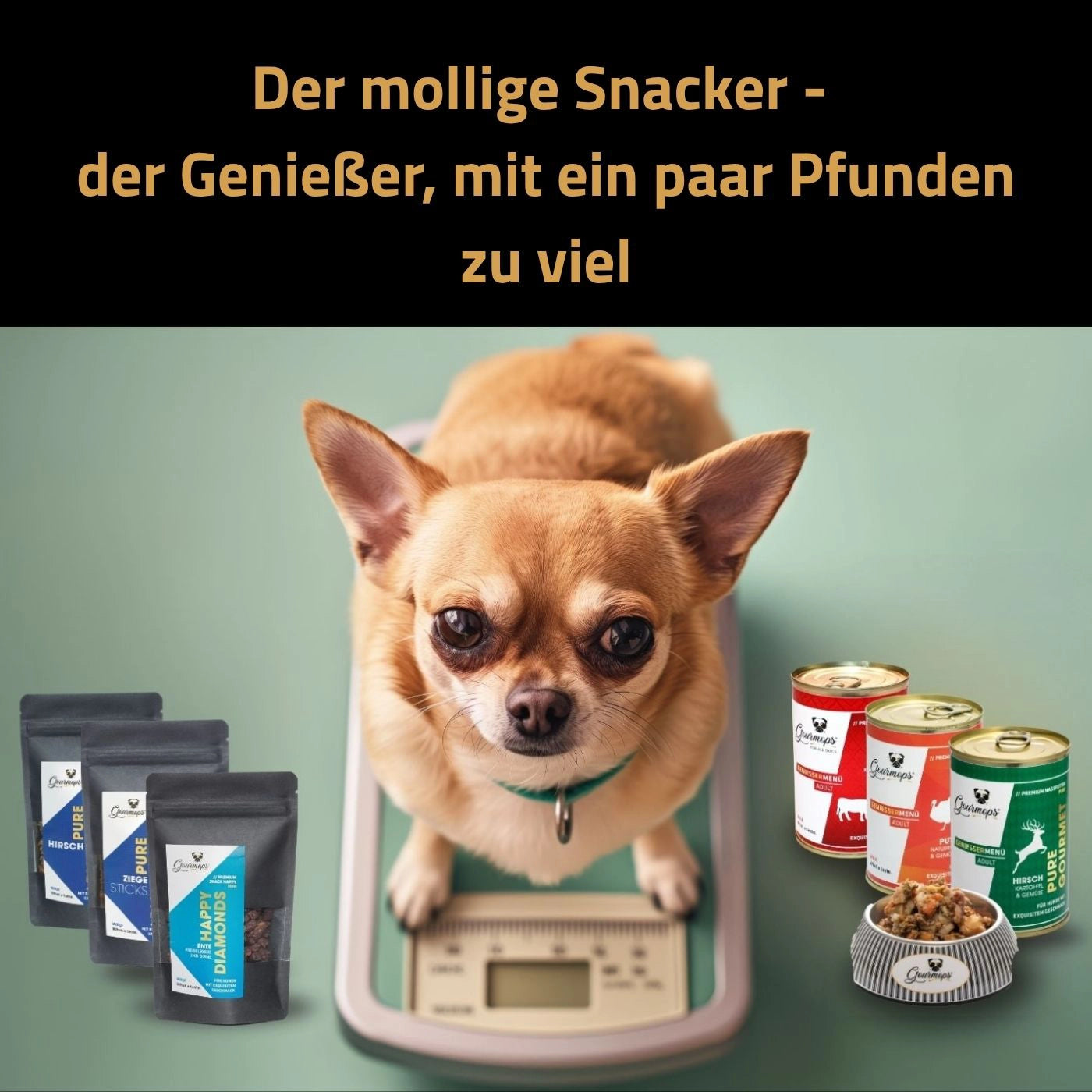 Gourmops Fit-Paket – Premium Hundefutter für übergewichtige Hunde. Chihuahua auf Waage mit Gourmops Nassfutter und Snacks.