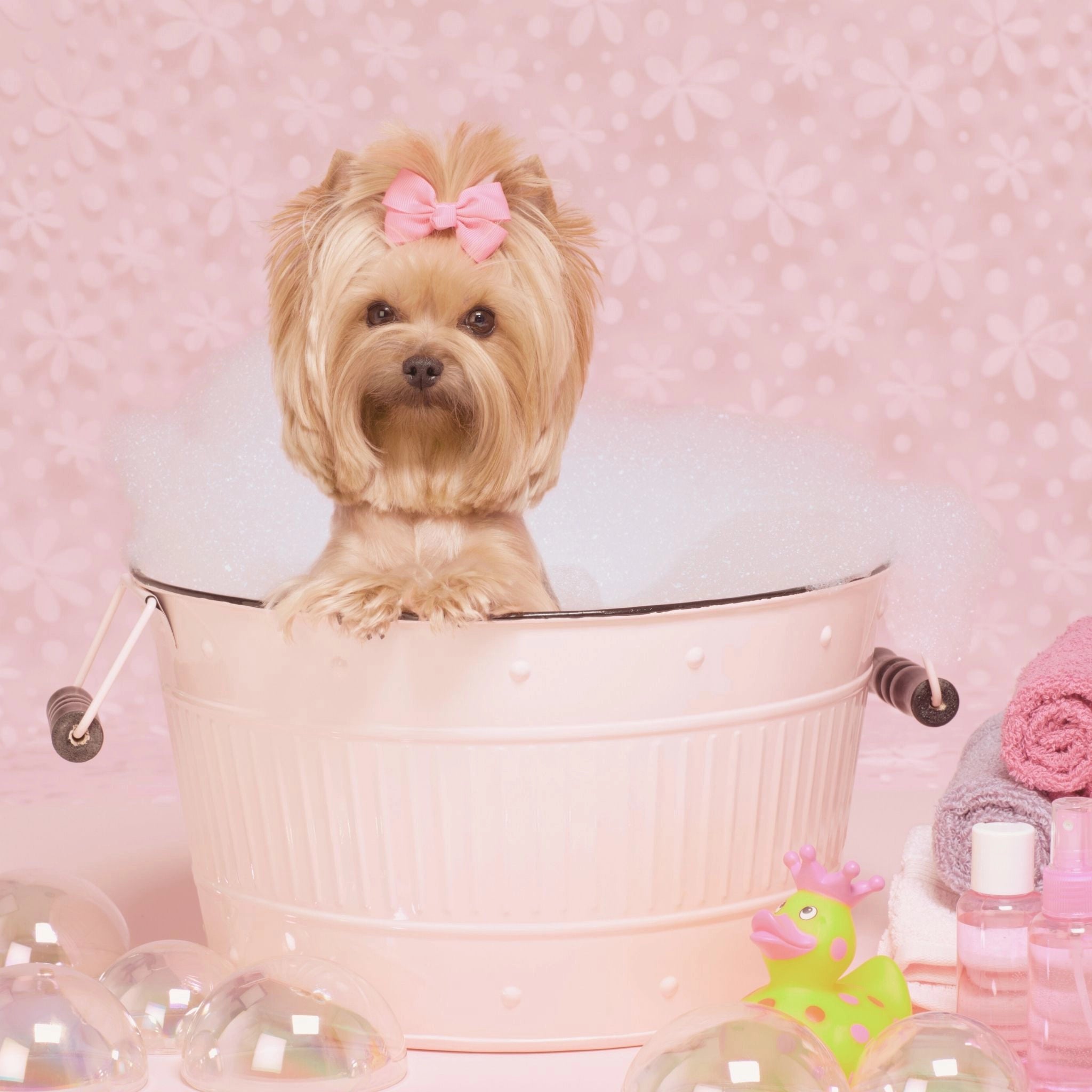 GOURMOPS Glow Box // Premium-Hundefutter für Haut, Fell & Vitalität.