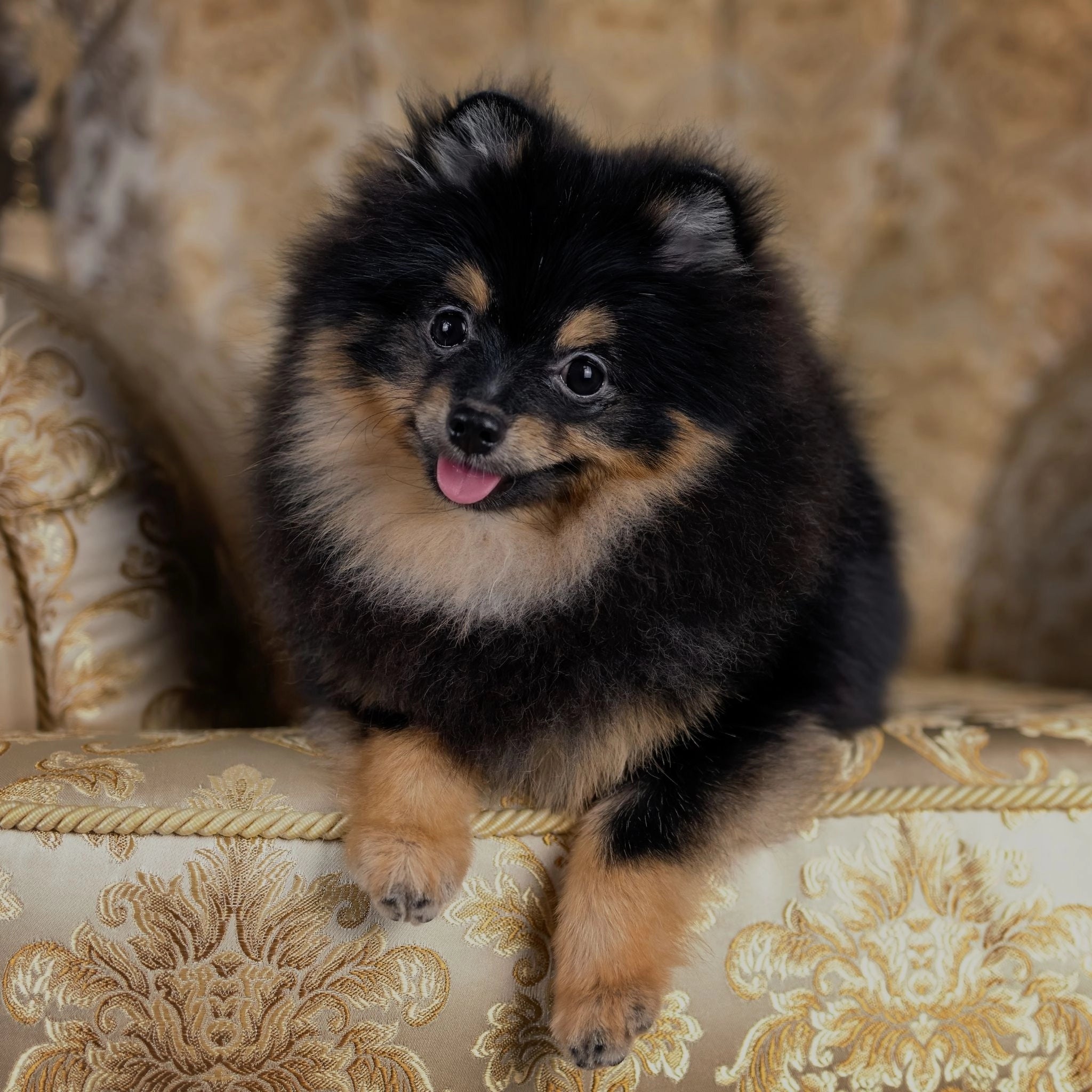 GOURMOPS Glow Box // Premium-Hundefutter für Haut, Fell & Vitalität.