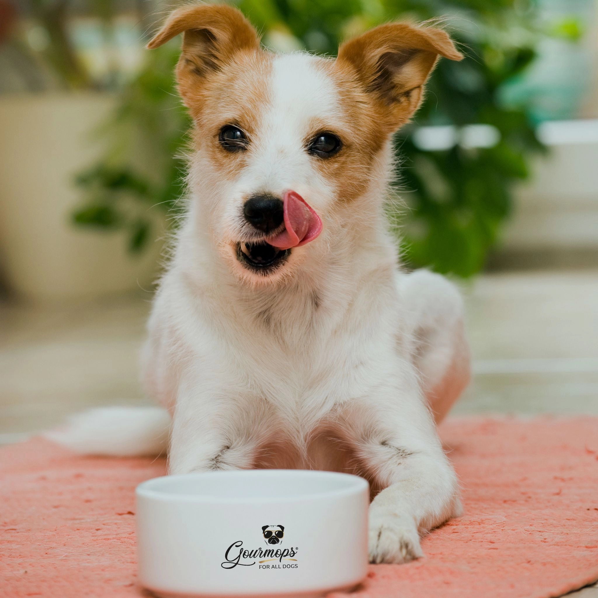 PURE GOURMET Schnupperpaket – 6 Premium Nassfutter Menüs für Hunde (6 × 400 g)