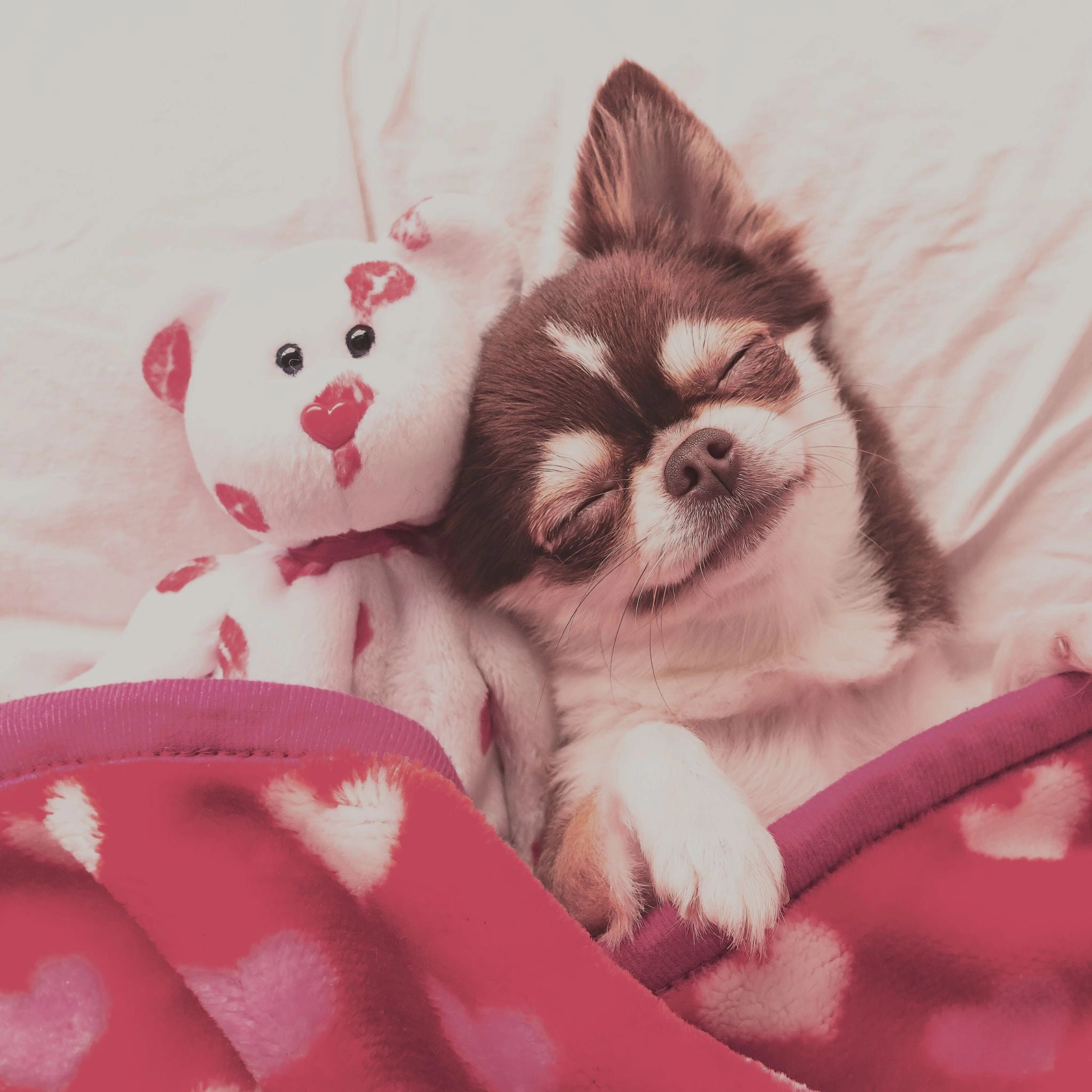 GOURMOPS "LOVE MOMENTS - Signature" // Geschenkset für Hund & Mensch