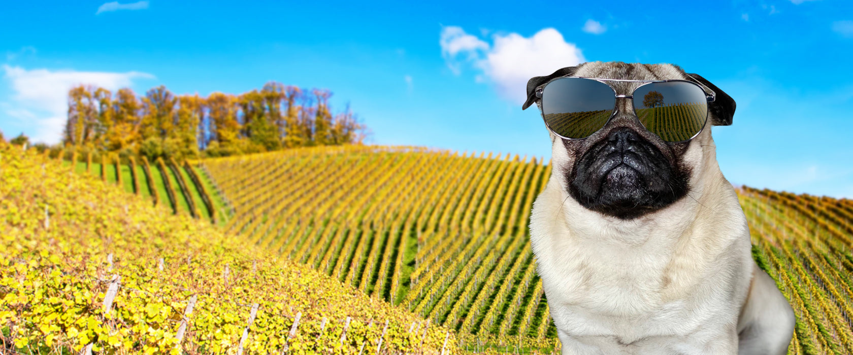 Don Hugo mit Sonnenbrille vor einem Weinberg – Qualitätsmanager von Gourmops mit feinem Gespür für Genuss