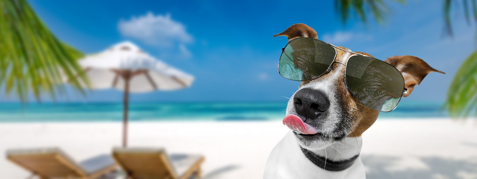 HAPPY DIAMONDS – Glück, das man schmecken kann.