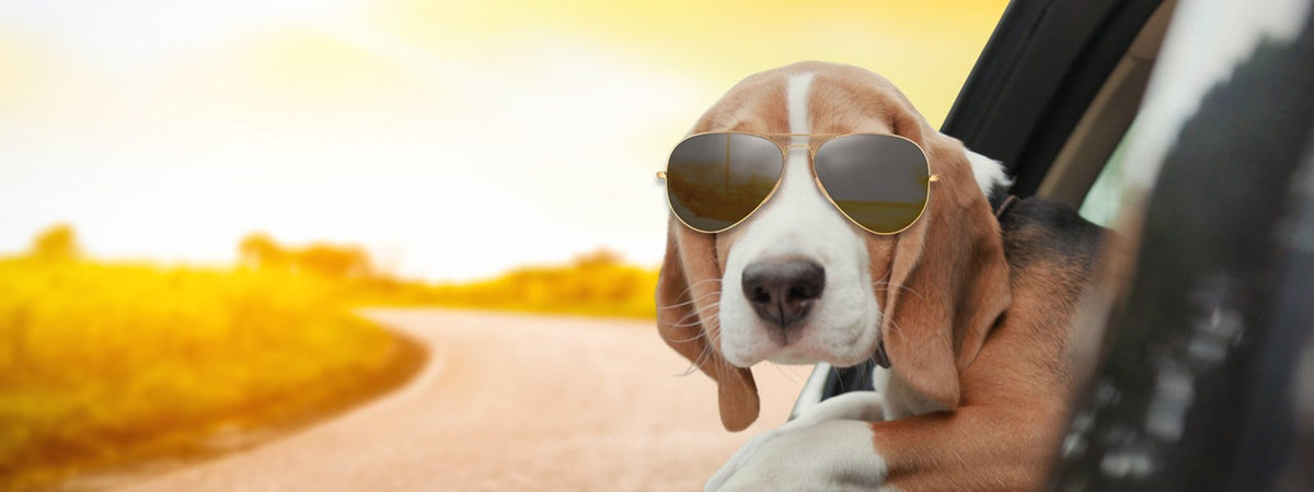 Beagle mit Sonnenbrille lehnt lässig aus einem Auto – Pure Diamonds Premiumsnacks von Gourmops für stylische Genießerhunde