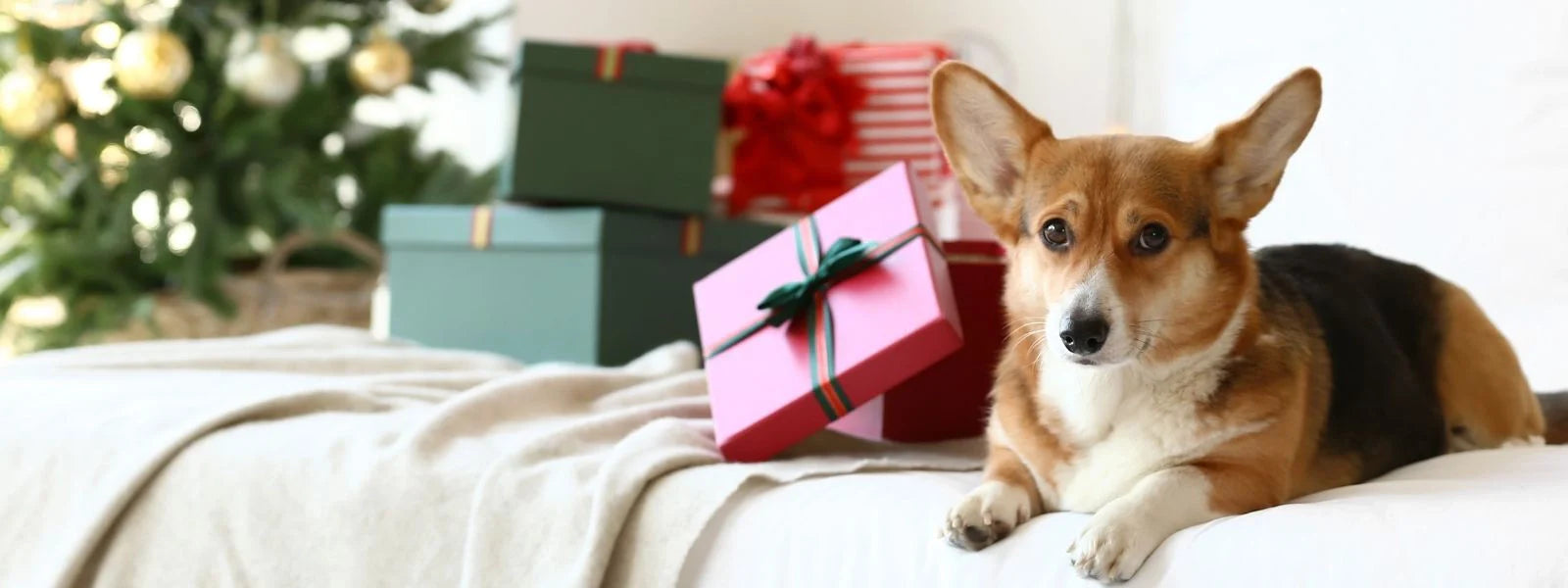 Gourmops Typenpakete und Spezialpakete – Premium Hundefutter und Snacks für verschiedene Hundetypen und Bedürfnisse, natürlich, getreidefrei und mit viel Liebe hergestellt.