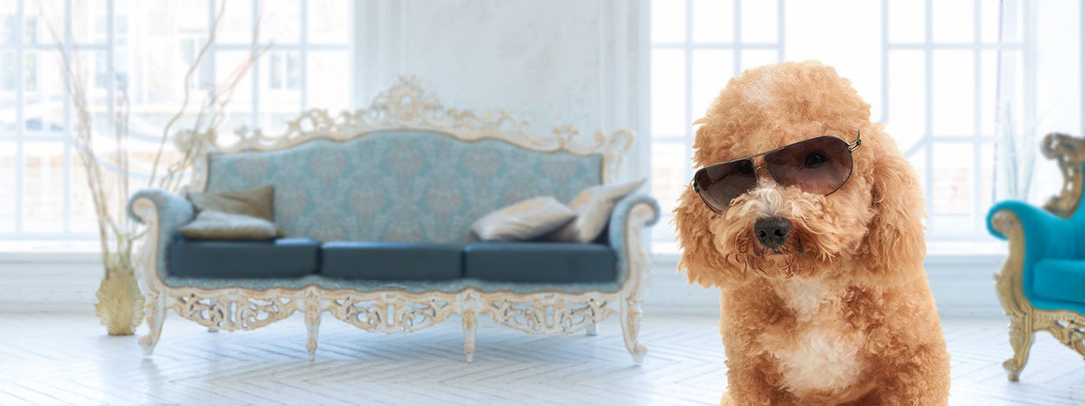 Pudel mit Sonnenbrille im Schloss – Pure Balance Öle und Kräuter von Gourmops für königliches Wohlbefinden