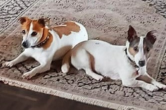 Gourmops & Friends: Paula und Trudie genießen hochwertige Snacks und Nassfutter von Gourmops