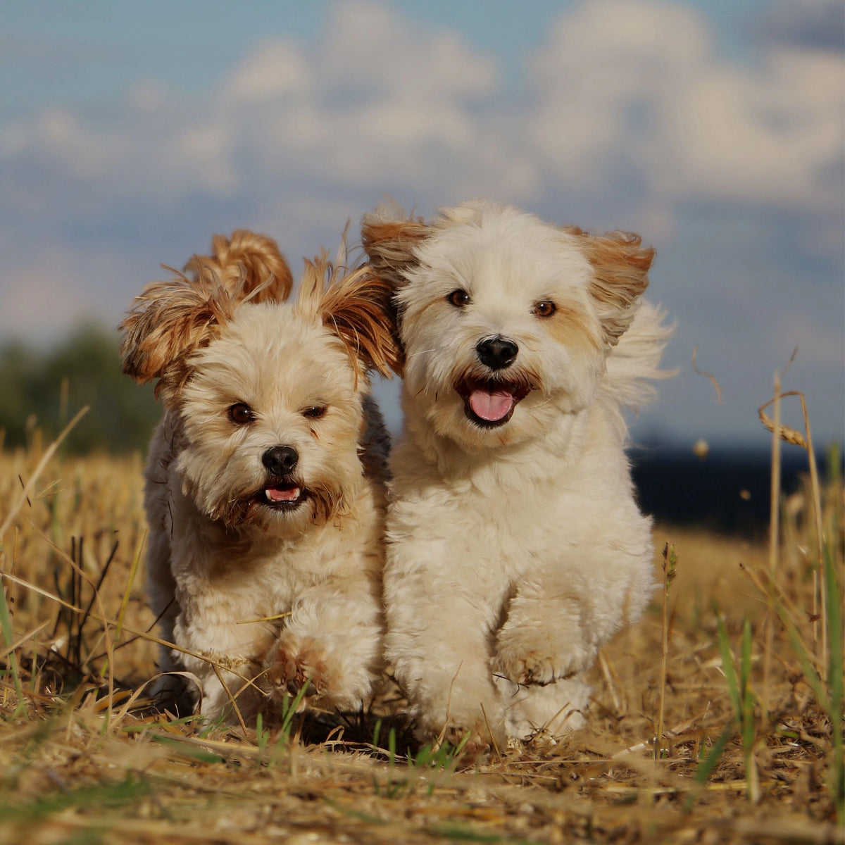 GOURMOPS CARE &amp; CALM Box // Für sensible Hunde und mehr Wohlbefinden im Alltag