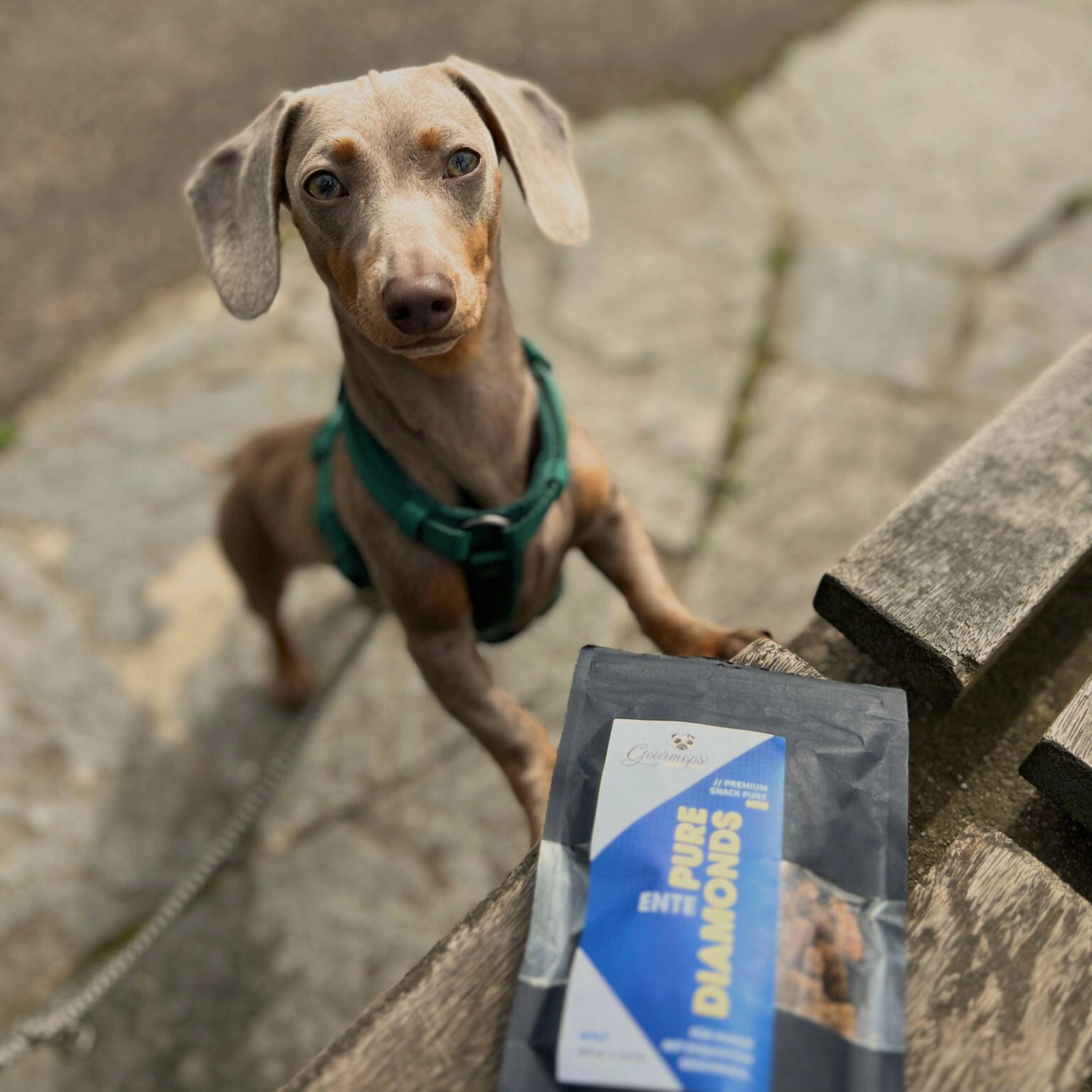 GOURMOPS Schnupperpaket "All Stars" – Premium-Nassfutter &amp; Snacks zum Vorteilspreis