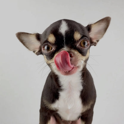 GOURMOPS Gourmet Box // Premium-Hundefutter für anspruchsvolle Genießer.