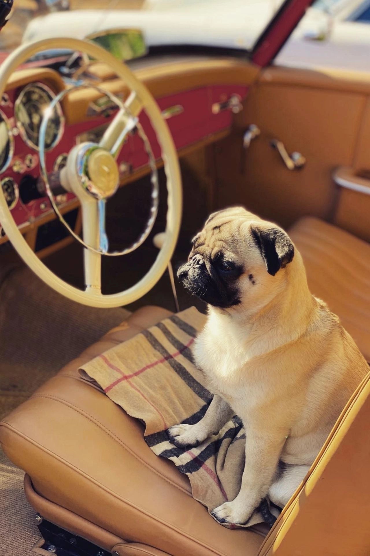 Don Hugo im edlen Oldtimer – stilvolle Inspiration hinter Gourmops Premium-Hundefutter