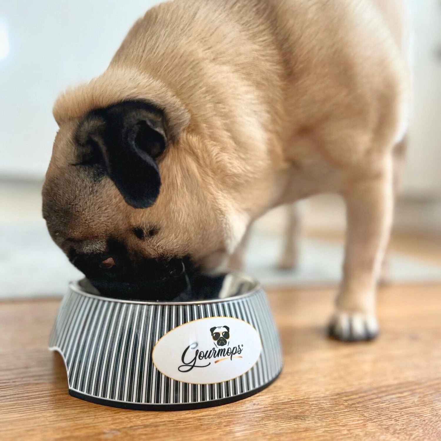 Don Hugo genießt Gourmops Premium Nassfutter aus seinem Napf – hochwertiges, natürliches Hundefutter ohne Zusätze für gesunde und glückliche Hunde.