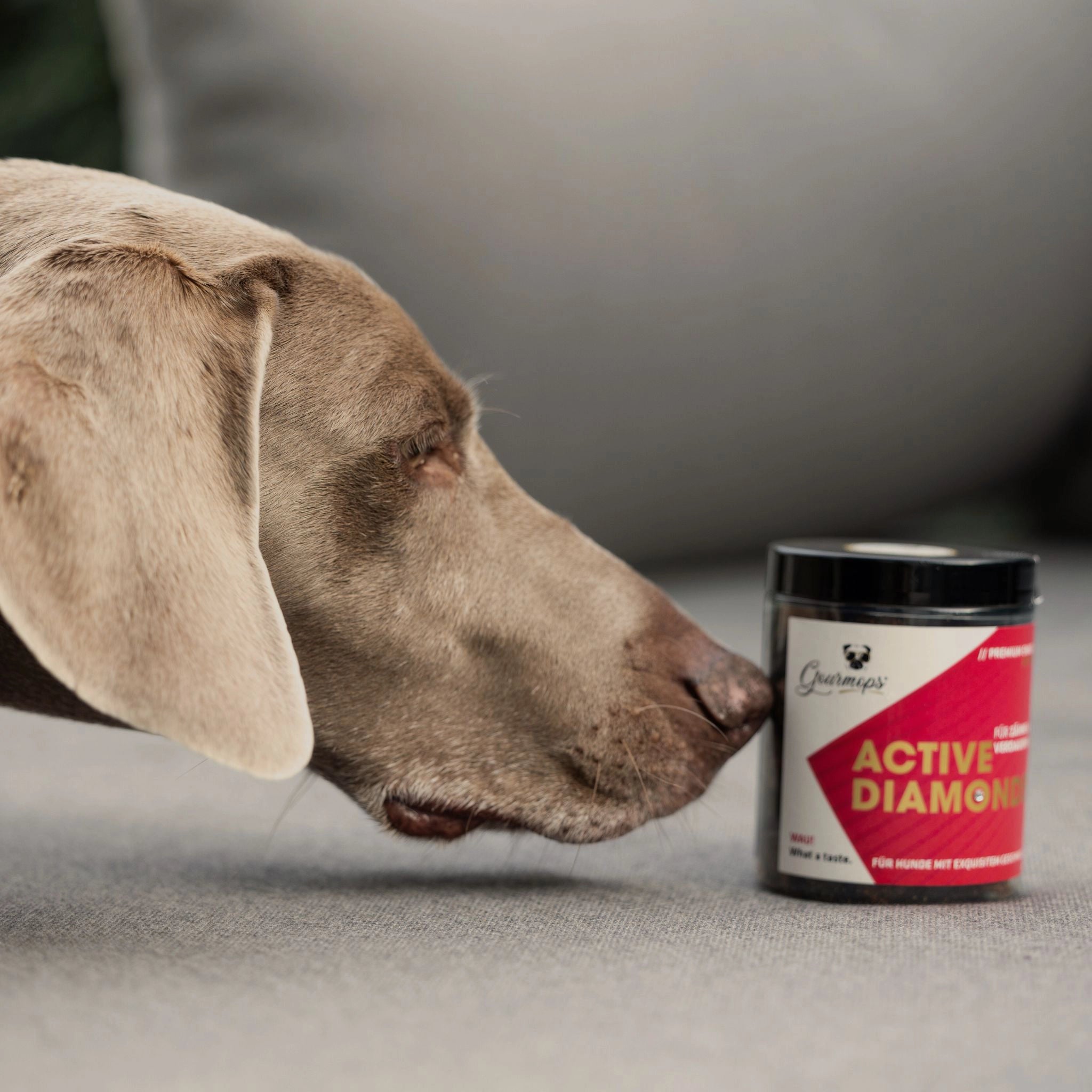 GOURMOPS Schnupperpaket "All Stars" – Premium-Nassfutter &amp; Snacks zum Vorteilspreis