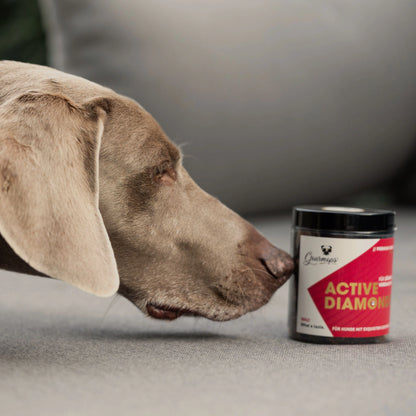 GOURMOPS Schnupperpaket "All Stars" – Premium-Nassfutter &amp; Snacks zum Vorteilspreis