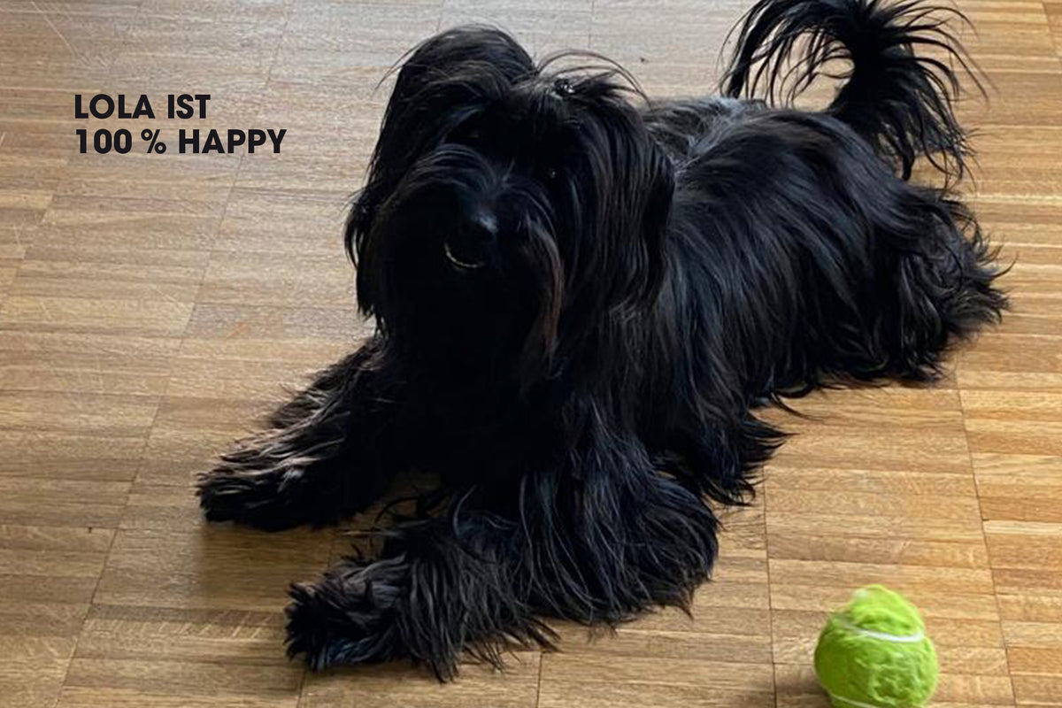 Kundenerfahrung mit Mischlingshündin Lola aus dem Tierschutz – Gourmops Nassfutter als gesunde Lösung für empfindliche Hunde