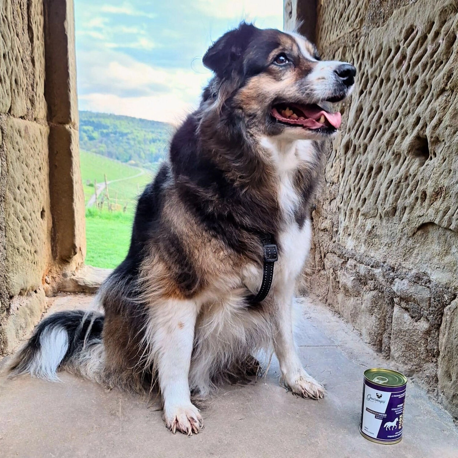 Australian Shepherd Mischling auf Steinmauer neben Gourmops PURE GOURMET Pferd Nassfutter – hochwertiges Monoprotein-Menü aus 100 % Pferdefleisch für sensible und allergische Hunde